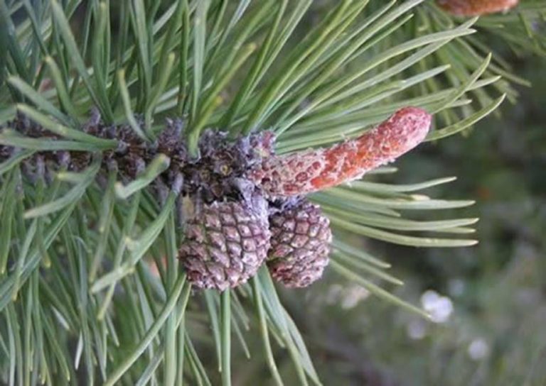 Gardening For Dirty Hoes and Bro’s - Sangria Sisters